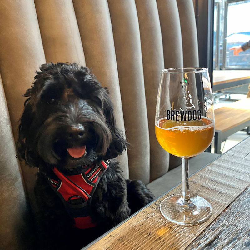 The DogHouse by BrewDog Review
