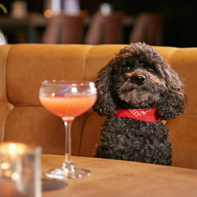Dog friendly restaurants Manchester - The Anthologist